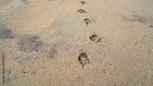 The camera moves after the tracks of the dog left in the sand.