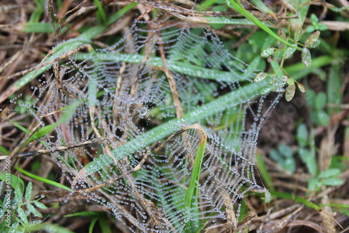 dew on the spider web in grass