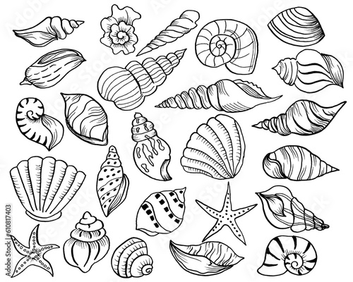 sea shell hand drawn element
