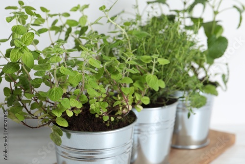 Closeup view of different aromatic potted herbs on table
