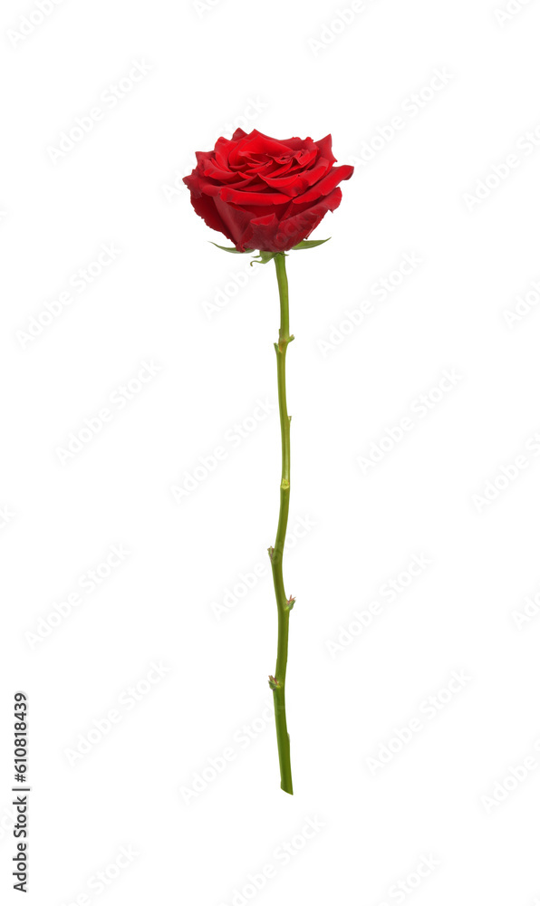 Beautiful fresh red rose isolated on white Beautiful fresh red rose isolated on white