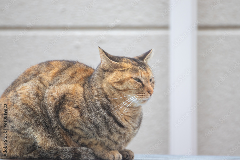 座っている野良猫の眠そうな横顔 座っている野良猫の眠そうな横顔