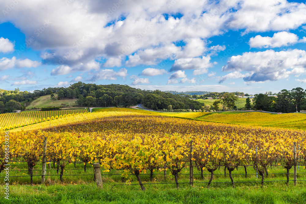 Beautiful autumn vineyards in Adelaide Hills, South Australia