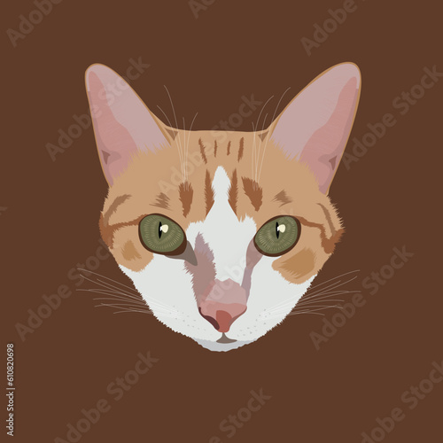 Detailed Brown Cat vector illustration in front view isolated