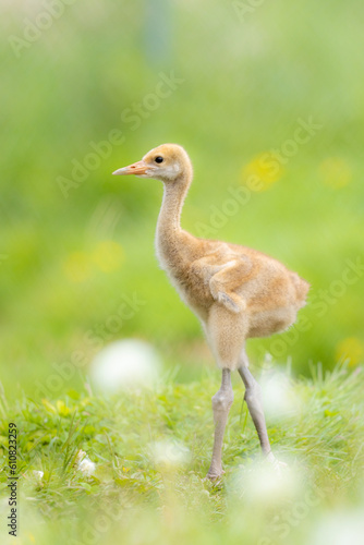 北海道にいるタンチョウの雛