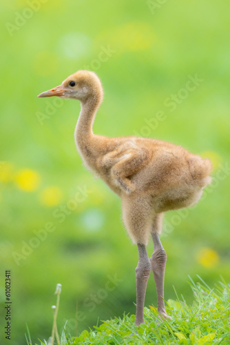 北海道にいるタンチョウの雛