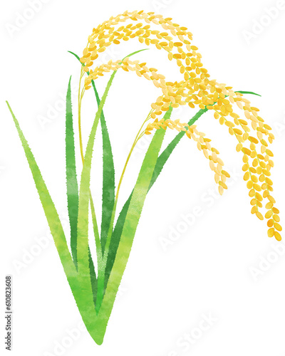 Golden rice plants clip art PNG