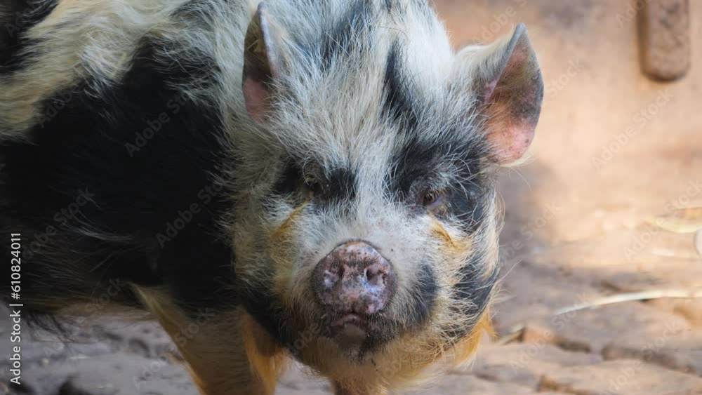 Close up of Pot-Bellied Pig searching the ground
Close up of Pot-Bellied Pig searching the ground