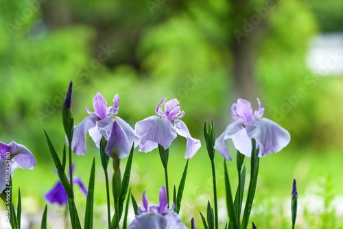 Fototapeta Naklejka Na Ścianę i Meble -  ひっそりと咲く満開の淡い紫の花菖蒲