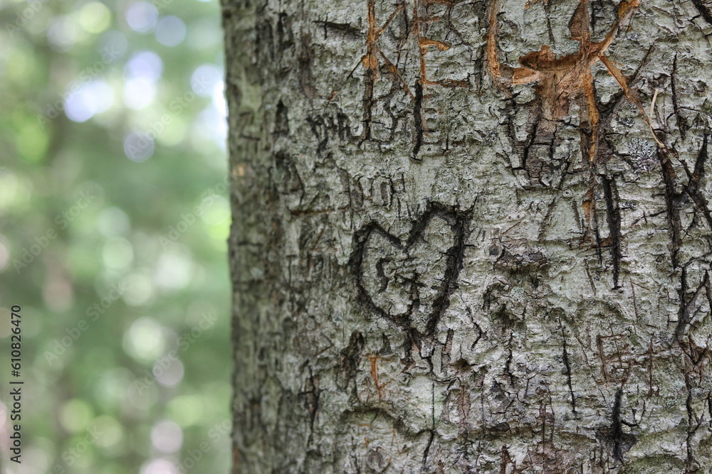 Fototapeta premium Hand carvings on the bark of a tree.