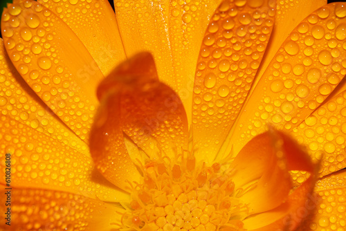 Background wet orange flower and green background