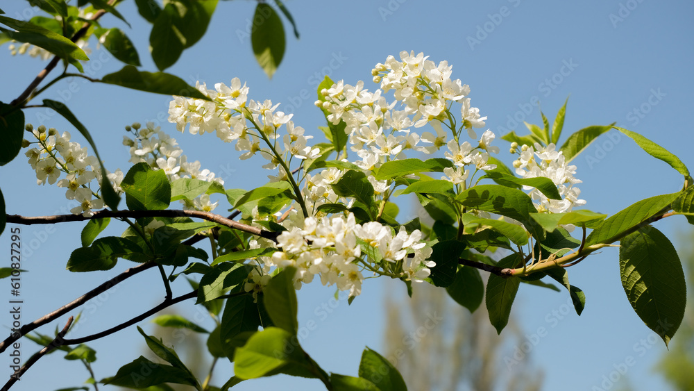 A branch of a flowering tree. Small white flowers on a branch. Spring floral background.