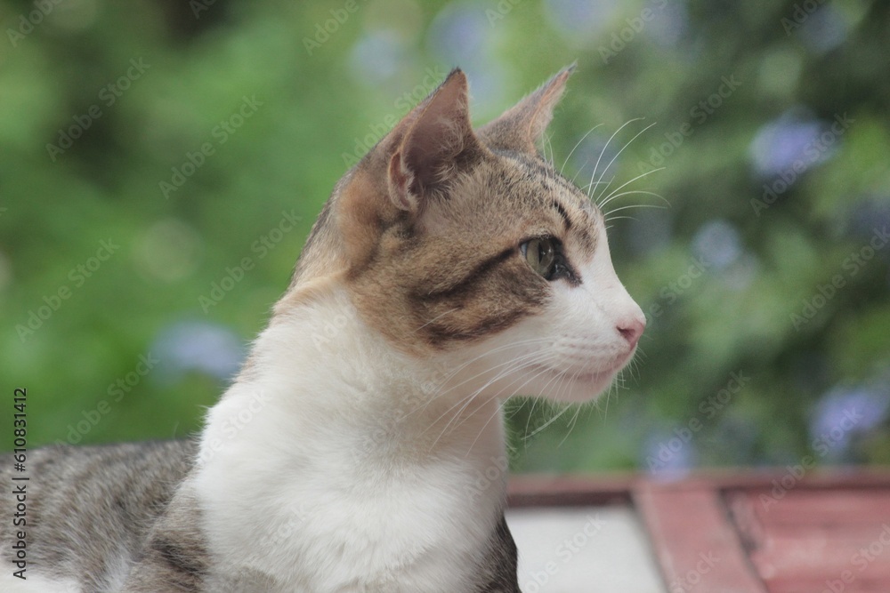 portrait of a cat