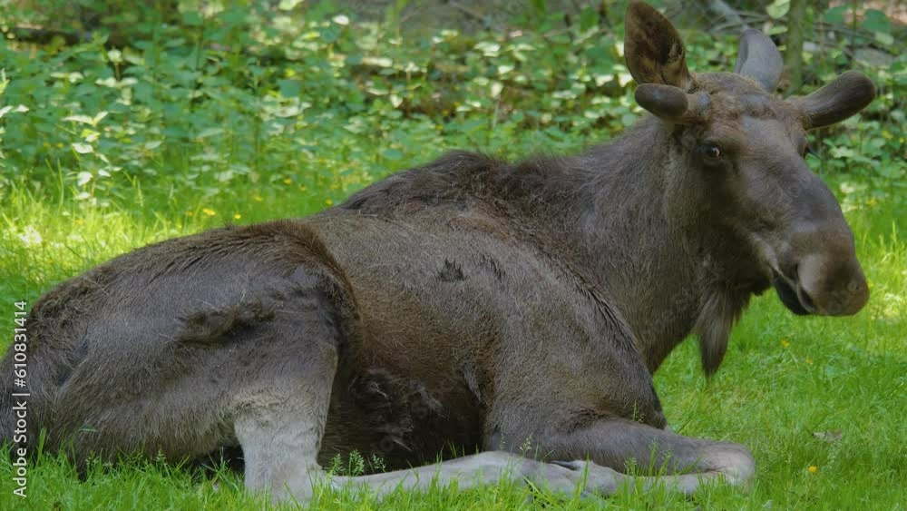 Close view of a moose, elk resting in the forest Close view of a moose, elk resting in the forest