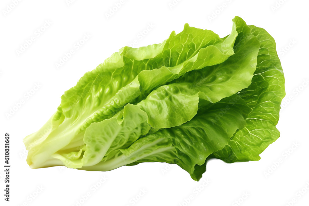 lettuce. transparent background lettuce. transparent background