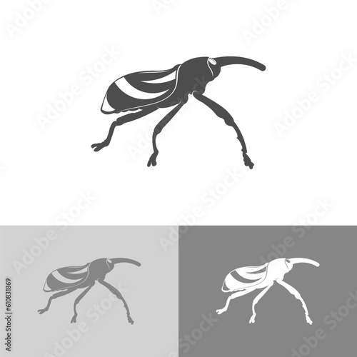 WALKING WILD BEETLE