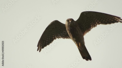 Kestrel hoover then dive