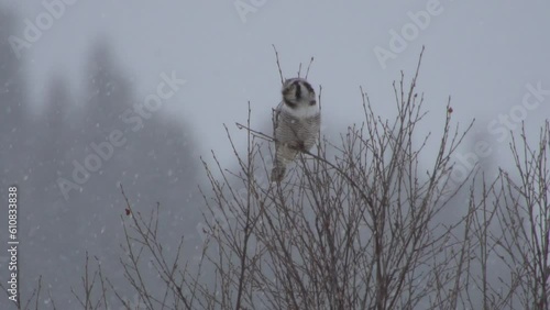 Owl scouting from tree in heavy snow