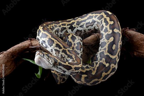 Burmese python eating a bird 