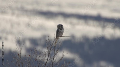 Owl in flight slowmotion