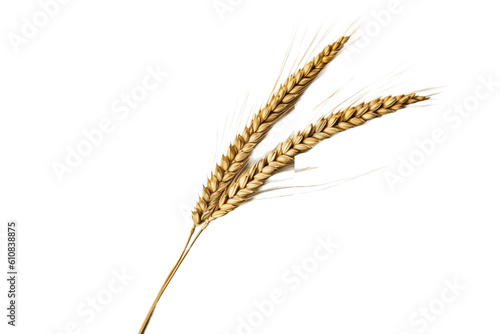 wheat. transparent background