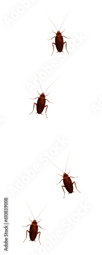  Cockroach on white transparent background, Vector illustration 