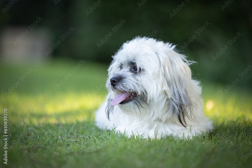 Portrait of cute Tibetan Spaniel white small breed dog sitting on green grass with blurred background