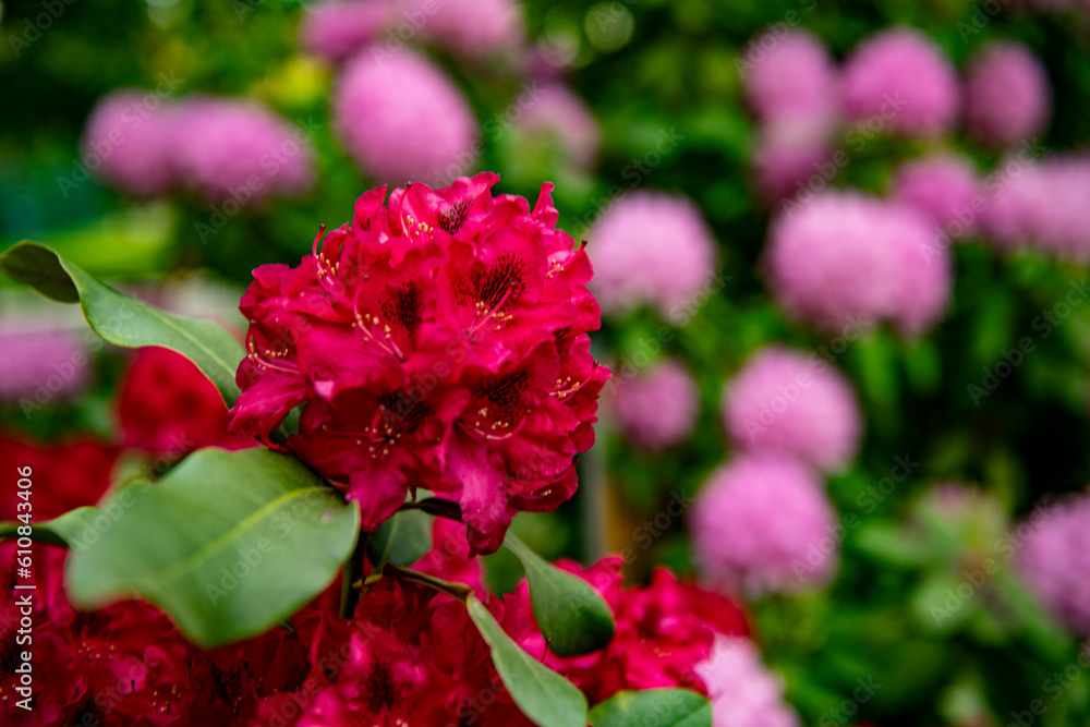 kwiat, roz, kwiat, charakter, jardin, roślin, jary, kwiat, kwiat, lato, flora, beuty, rose, fiolet, czerwień, piękne, rododendron, barwa, kwiat, roz, kwiat, charakter, jardin, roślin, jary, kwiat, kwiat, lato, flora, beuty, rose, fiolet, czerwień, piękne, rododendron, barwa,