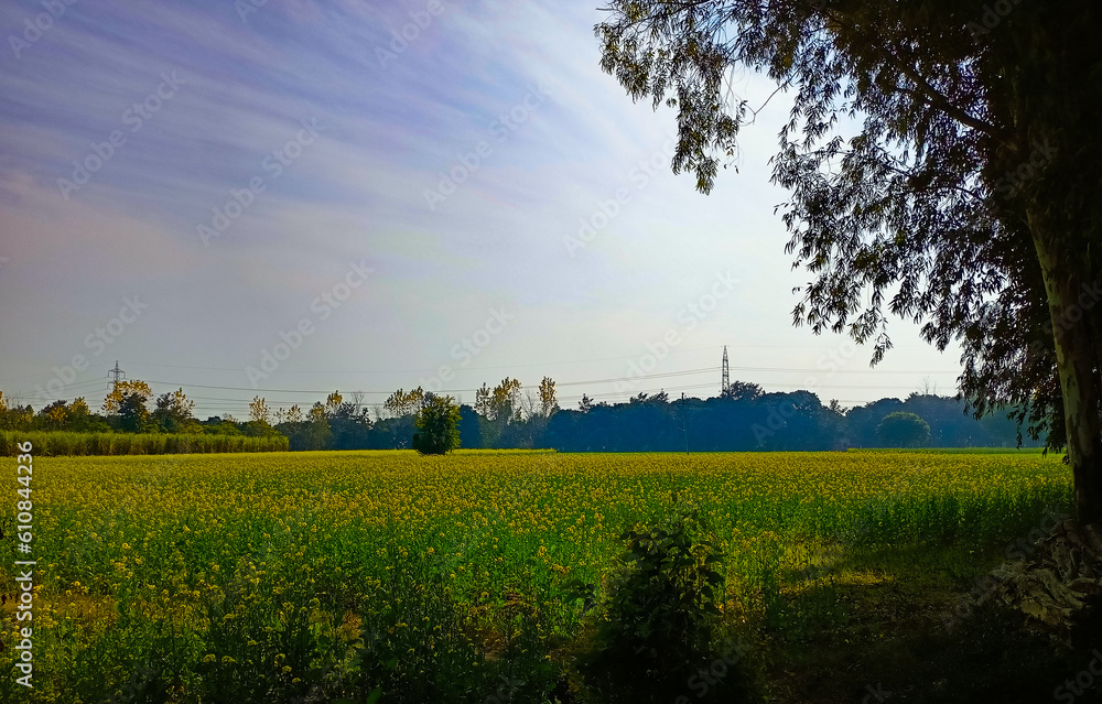 Obraz premium Mustard field 