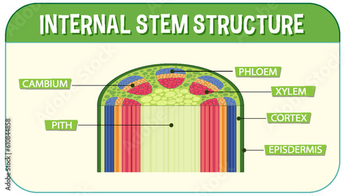 Internal structure of stem diagram