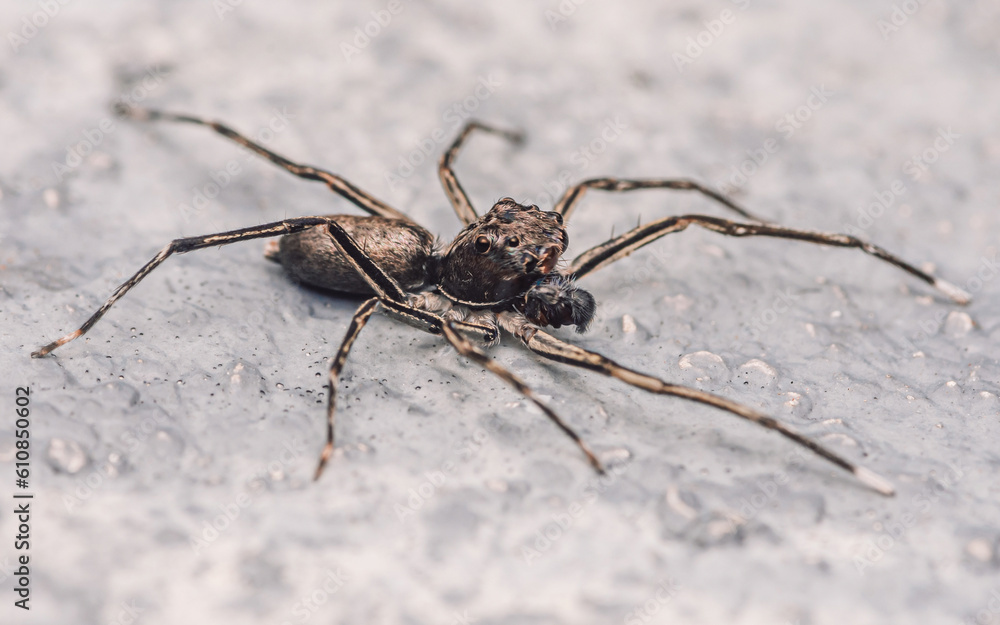 Close up a jumping spider on cement floor, Selective focus, macro shot, Thailand. Close up a jumping spider on cement floor, Selective focus, macro shot, Thailand.