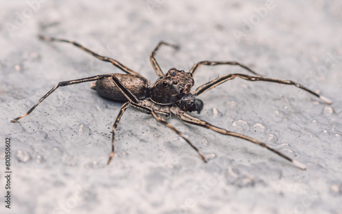 Close up a jumping spider on cement floor, Selective focus, macro shot, Thailand. © NuayLub