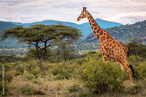 A giraffe moves through the lush savanah