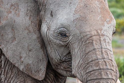 Bull elephant close up © Joseph