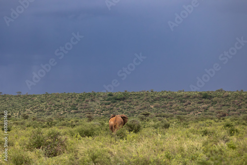 A lonely female elephant walks far from her herd