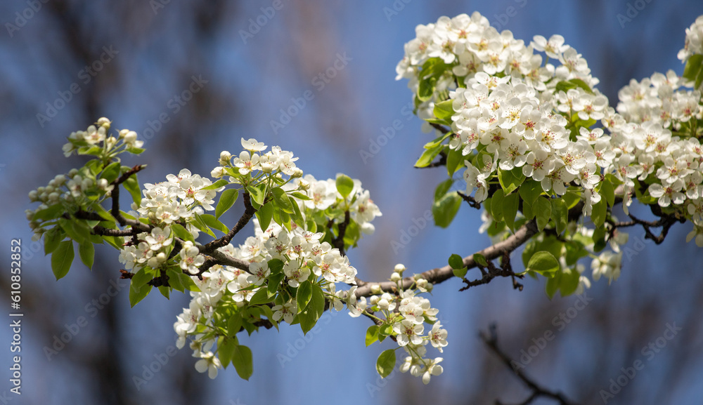 white flowers of fruit trees in spring white flowers of fruit trees in spring
