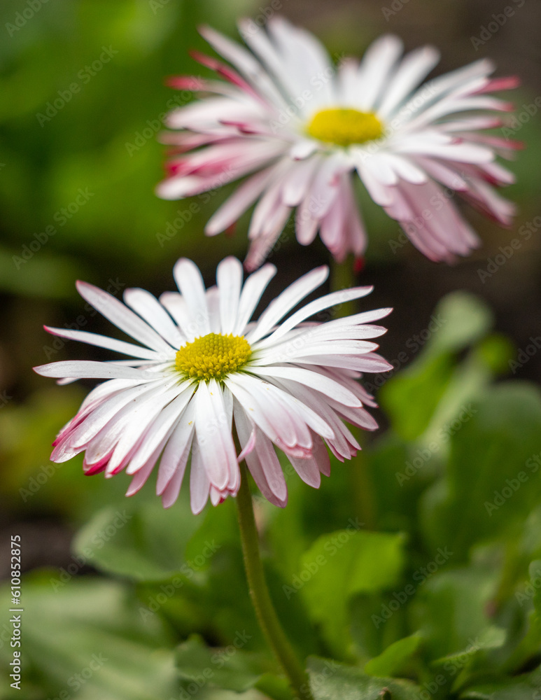 There are many bright spring flowers growing in the park. There are many bright spring flowers growing in the park.