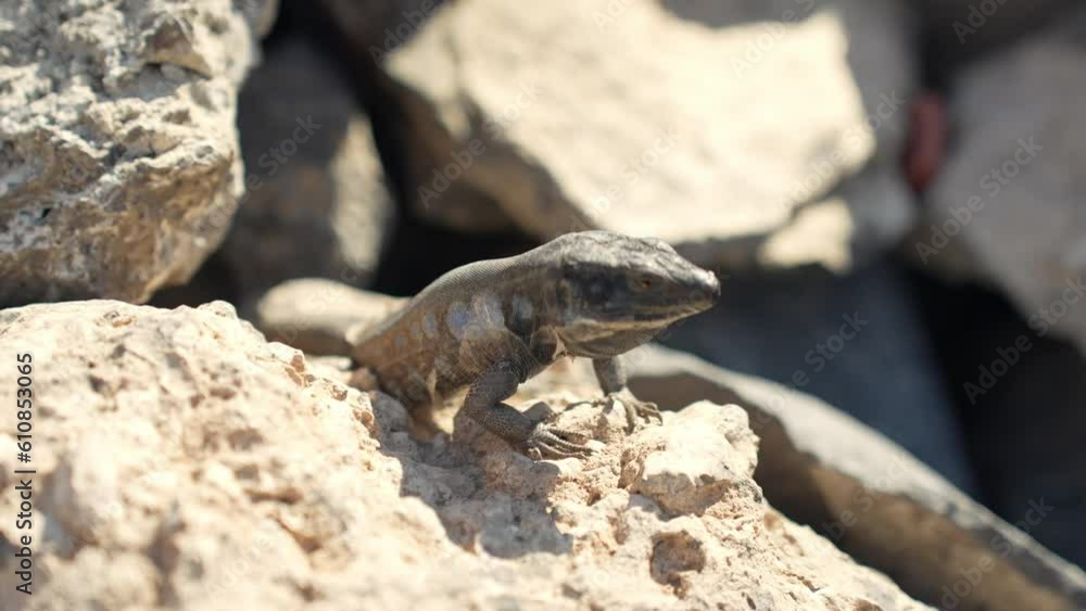 Close up shot at wild lizard Gallotia intermedia, sitting on rock and looking around Close up shot at wild lizard Gallotia intermedia, sitting on rock and looking around