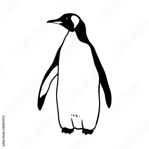 Cute Northern Penguin. Monochrome vector illustration. Realistic polar animal