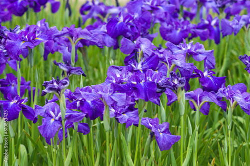 The name of this Siberian iris is Aizoshi.
Scientific name is Iris ensata var. ensata.