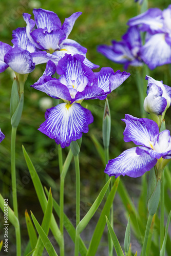Scientific name is Iris ensata Thunb. var. ensata. The name of this iris ensata is Yako-no-tama.