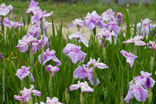 Scientific name is Iris ensata Thunb. var. ensata. 
The name of this iris ensata is Benihime.