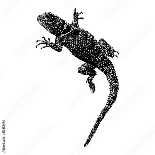 Texas Spiny Lizard hand drawing vector isolated on background.