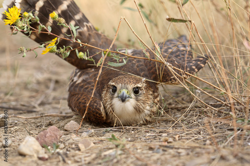 Close up of young Merlin on the ground in scenic Saskatchewan