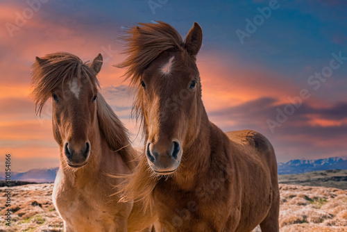Close-up portrait of Icelandic horses on field against cloudy sky during sunset © Codrin