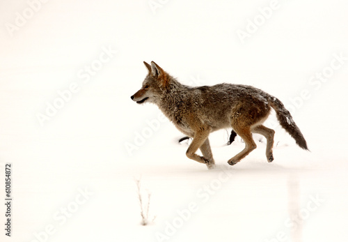 Coyote running through snow covered field