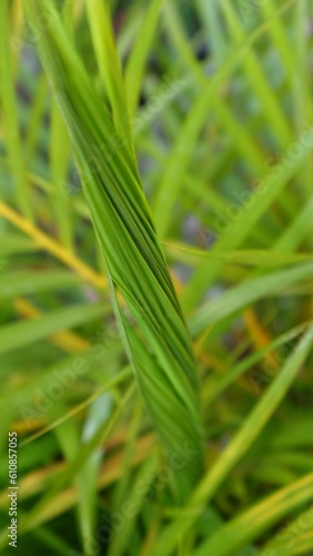 The image showcases a vibrant and visually striking plant with intricate foliage. The leaves are a kaleidoscope of colors, featuring shades of green, yellow, red, and orange in a unique pattern. The l