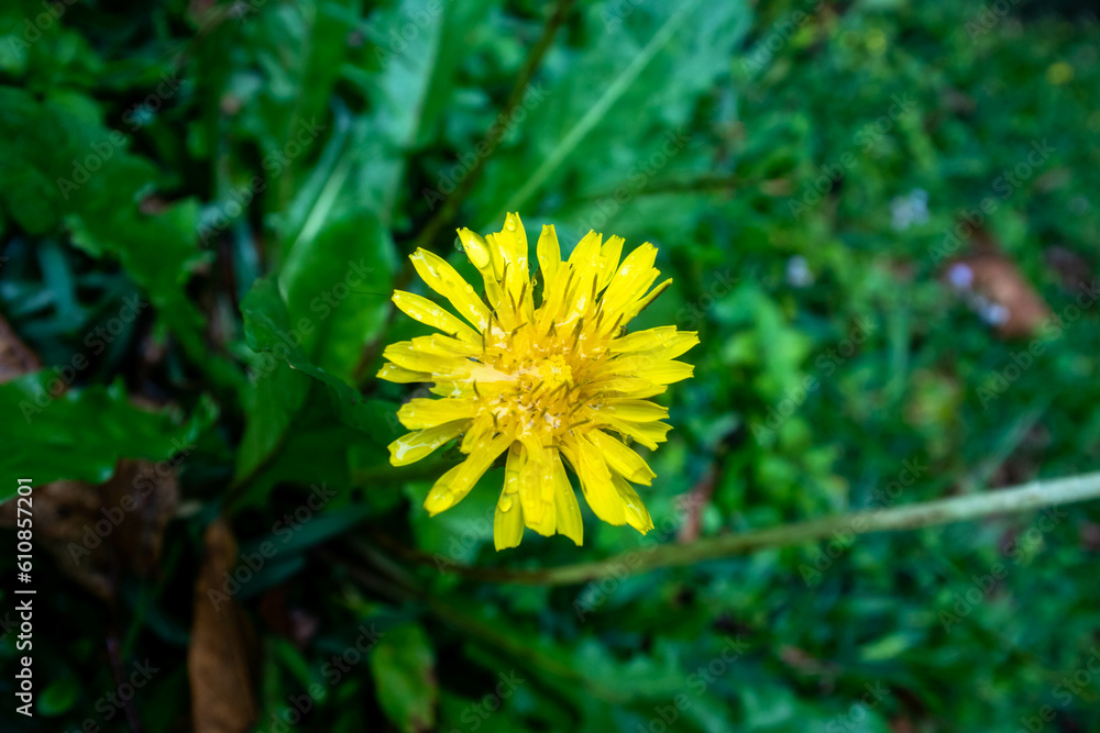 Often considered a pesky weed, the Taraxacum flower is a symbol of resilience and adaptation, with its vibrant blooms and tough roots