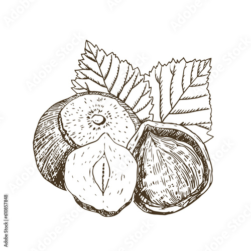 Hazelnut vector illustration
