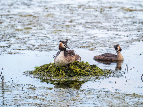 Great Crested Grebe, Podiceps cristatus, water bird sitting on the nest, nesting time on the green lake